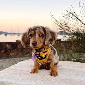 mini dapple dachshund for sale