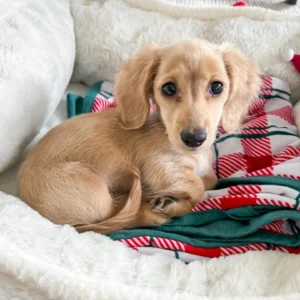 cream dachshund puppies for sale