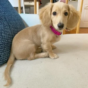 long haired shaded cream dachshund