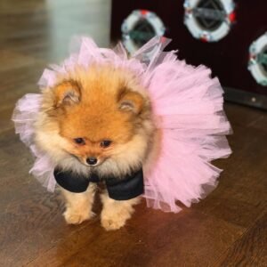 pomeranian puppy for sale near me