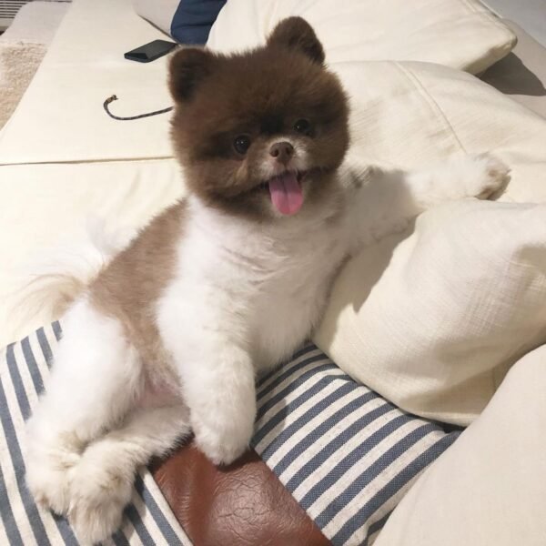 teacup pomeranian puppies for sale near me