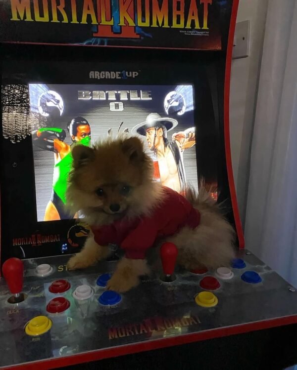 pomeranian puppy for sale near me