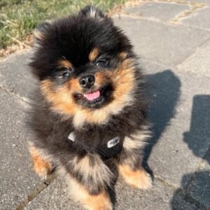 teacup pomeranian puppies for sale