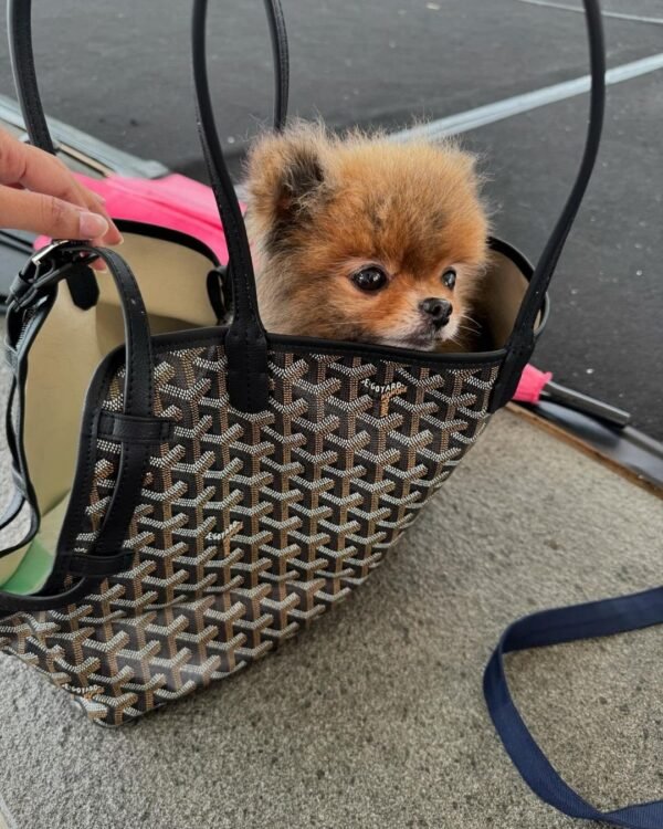 pomeranian puppies for sale near me