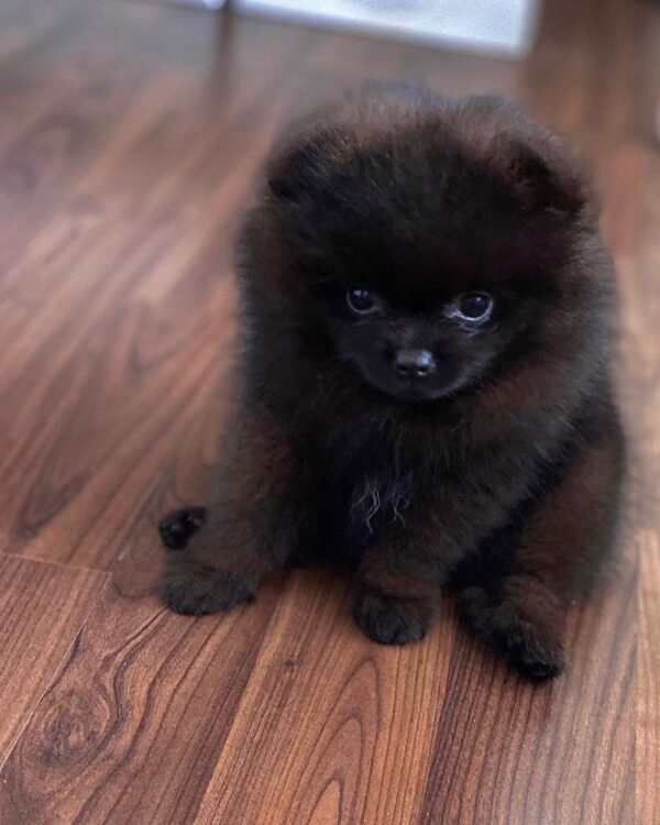 pom puppies for sale near me