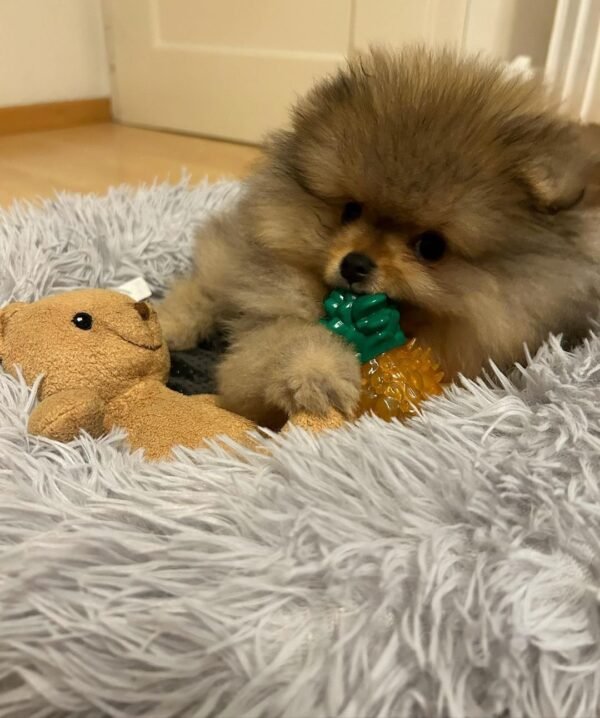 mixed pomeranian puppies for sale