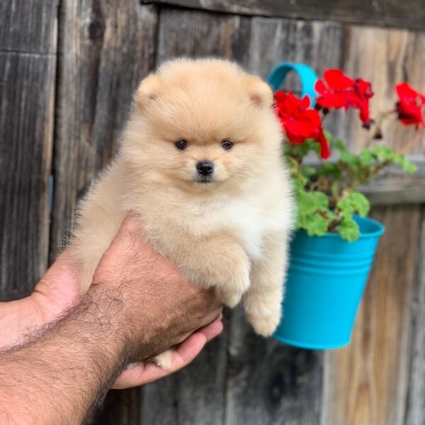 cheap teacup pomeranian puppies for sale