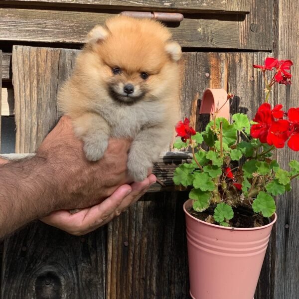 tiny pomeranian puppies for sale