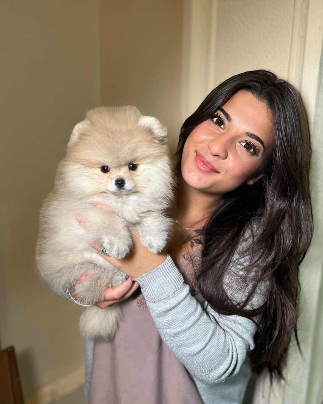 Pomeranian Puppies for Sale in New Hampshire
