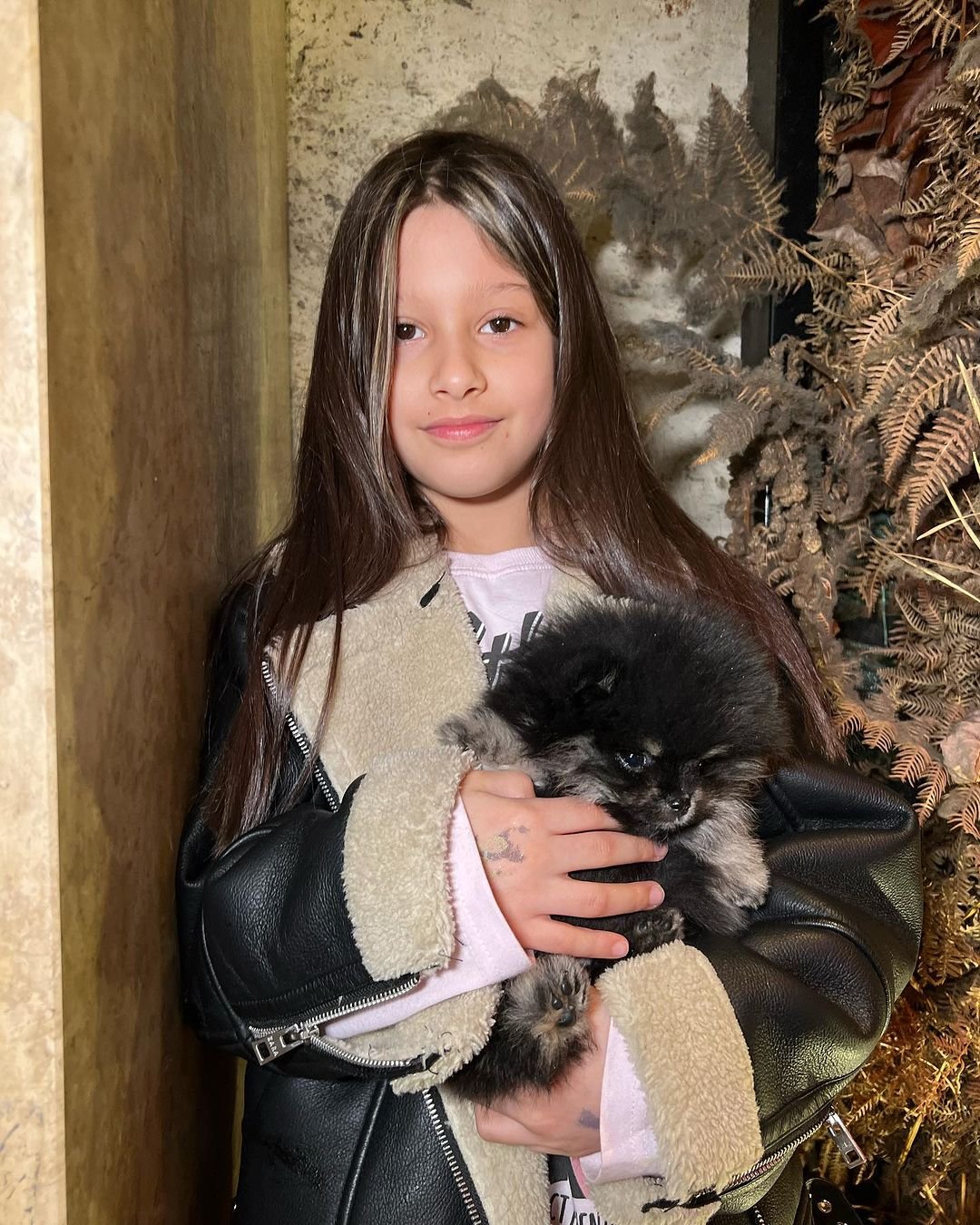 Pomeranian Puppies for Sale $250: Your Guide to Affordable Adoptions