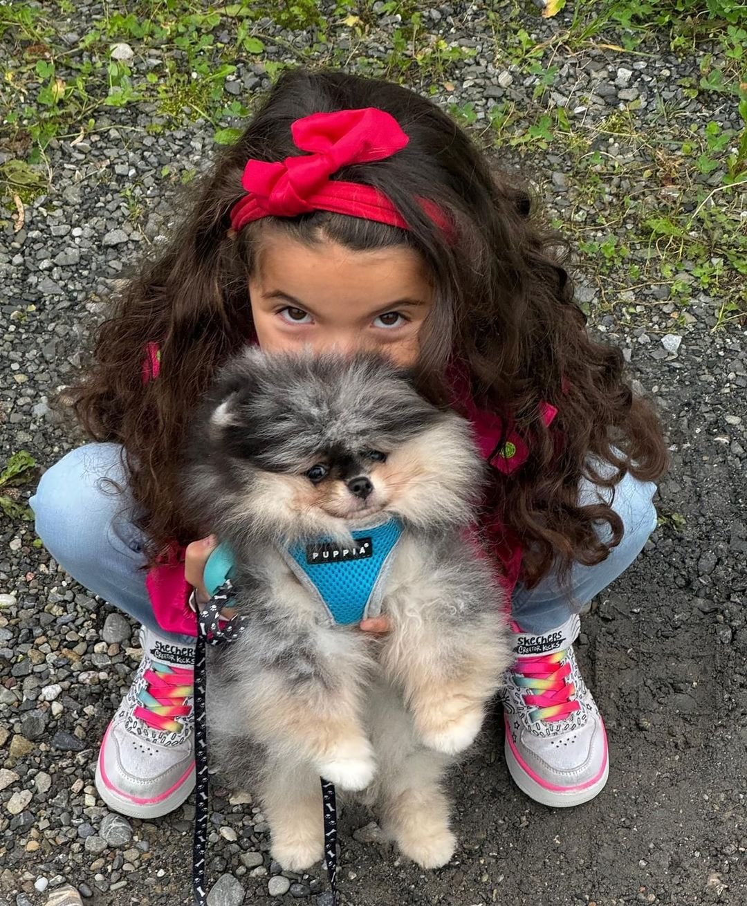 Pomeranian Dog Breed Price: What to Expect