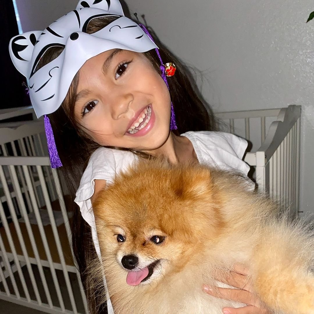 Short Haired Pomeranian Puppy: A Complete Guide for Future Pet Owners