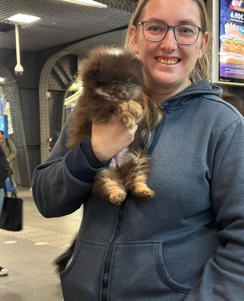 What should I consider when buying a Miniature Pomeranian puppy in New Hampshire?