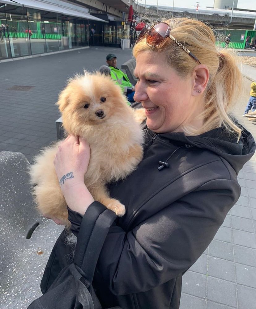 Pomeranian Puppies Near Me for Sale: Top 3 Locations