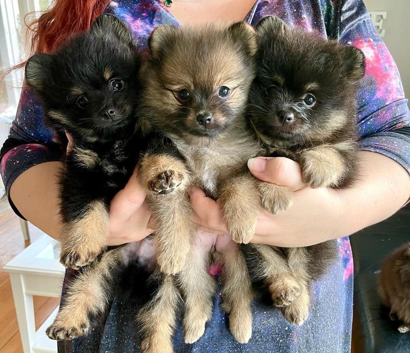 Teacup Pom for Sale: Everything You Need to Know