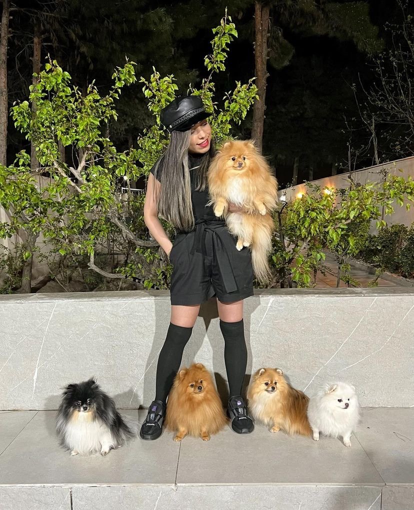Pomeranian Puppy Near Me