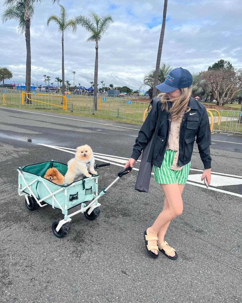 Free Pomeranian Puppies for Adoption Near Me: A Complete Guide