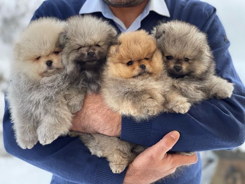 Pomeranian Puppies for Sale in Nashville TN: Your Guide to Finding the Perfect Pomeranian