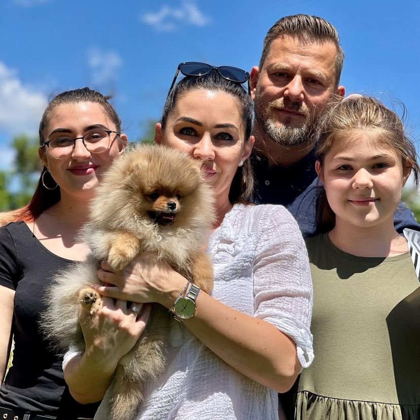 Shih Tzu Pomeranian Mix Puppy for Sale: Everything You Need to Know