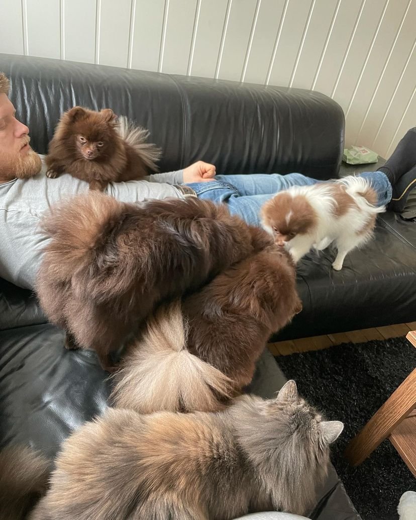 Miniature Pomeranian Puppies for Sale in Pennsylvania: Top 4 Locations