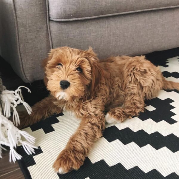 F3 Labradoodle Puppies for Sale Near Me