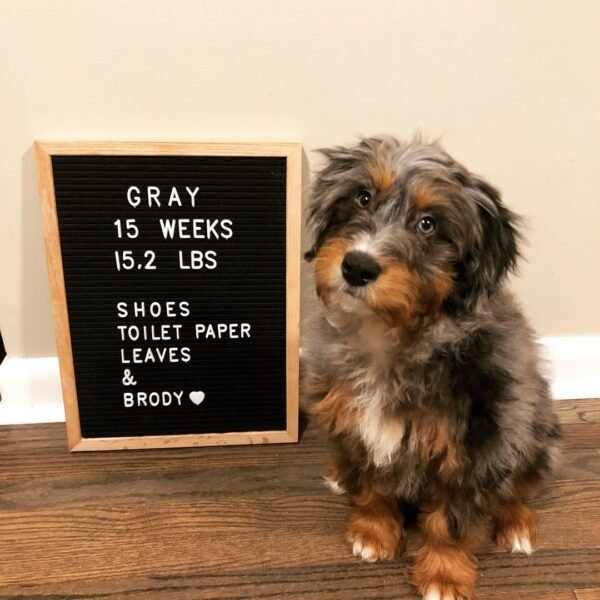 Miniature Aussiedoodle Puppies for Sale Near Me