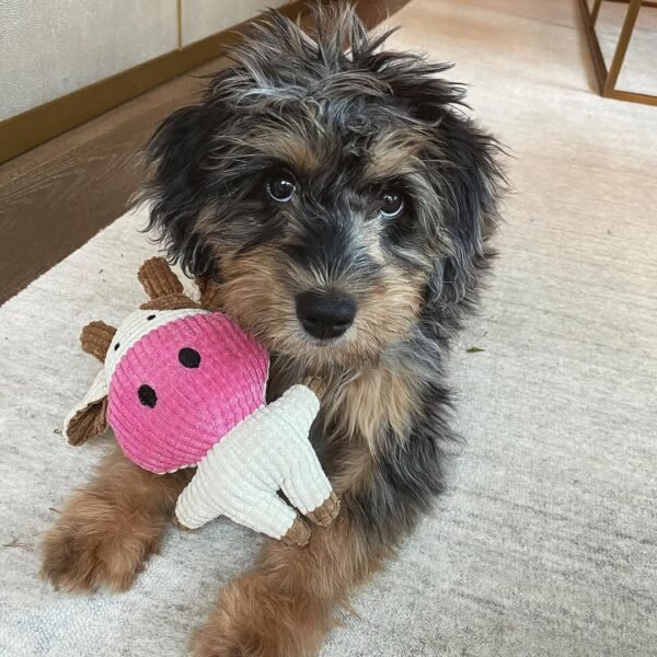 Medium Aussiedoodle Puppies for Sale