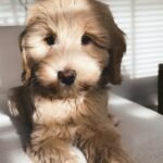 F2 Labradoodle Puppies for Sale Near Me