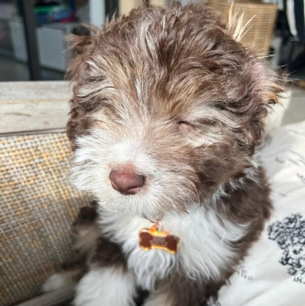 Mini Aussiedoodle Puppies for Adoption Near Me