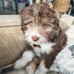 Mini Aussiedoodle Puppies for Adoption Near Me