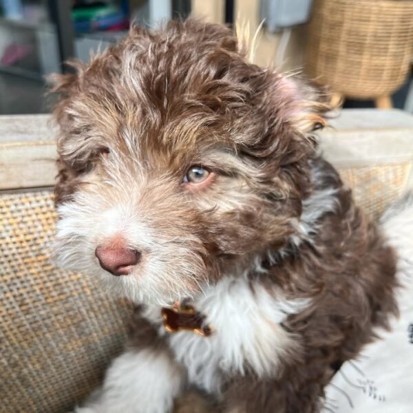 Mini Aussiedoodle Puppies for Adoption Near Me