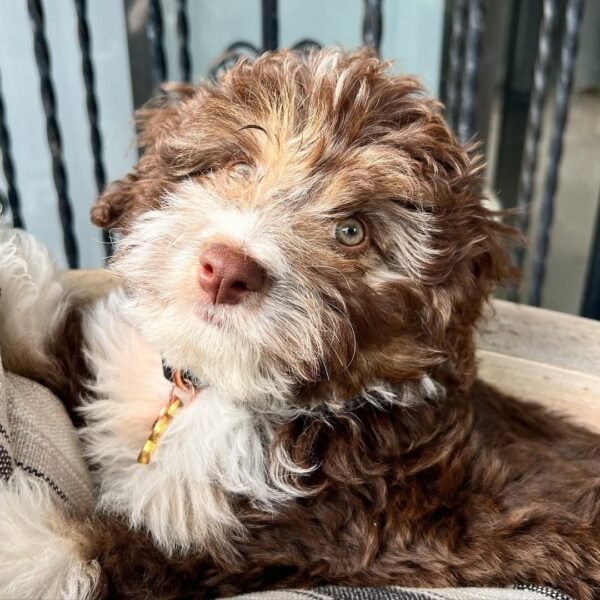 Mini Aussiedoodle Puppies for Adoption Near Me