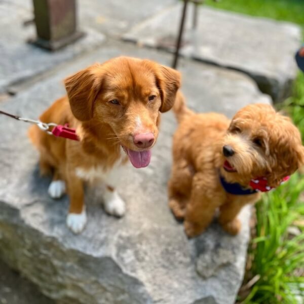 Australian Labradoodle Puppies for Sale