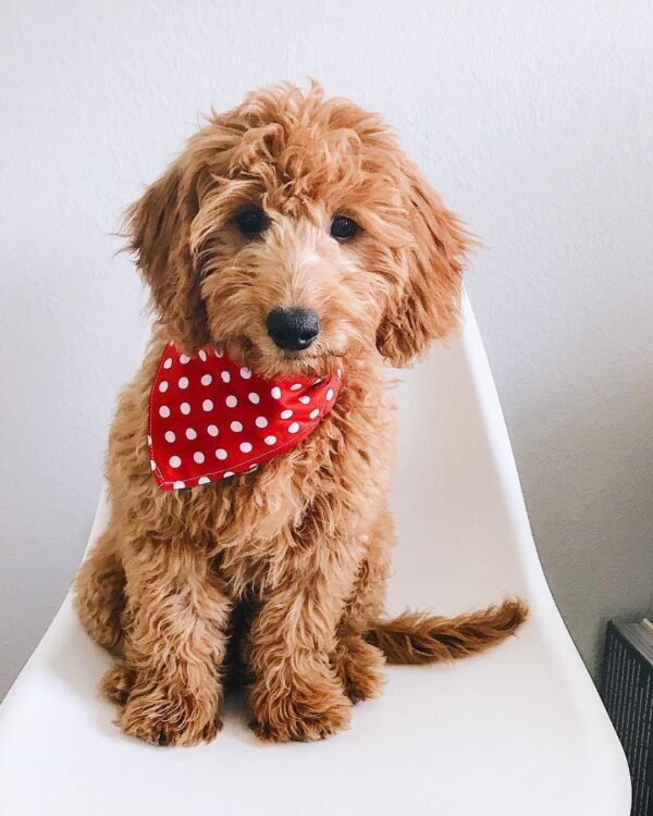 F2B Goldendoodle Puppies for Sale