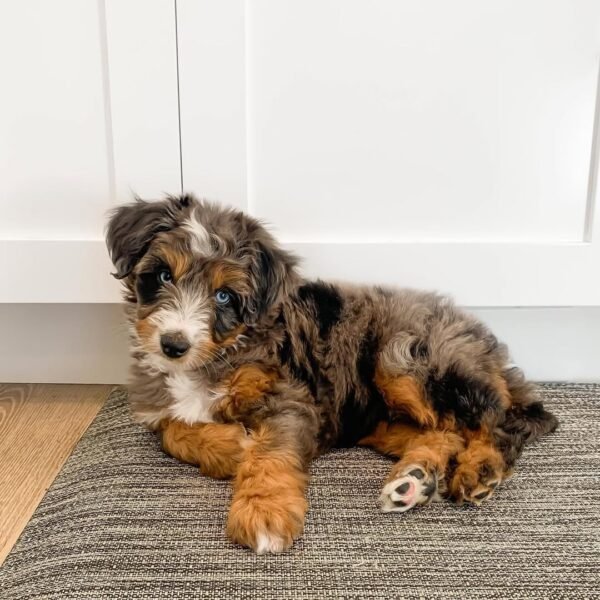 Cheap Mini Aussiedoodle Puppies for Sale