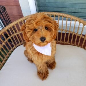 English Goldendoodle Puppies for Sale