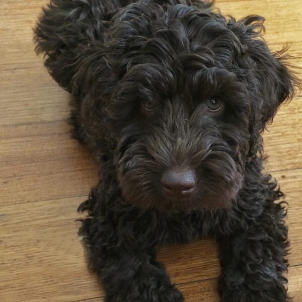 Chocolate Labradoodle Puppies for Sale Near Me