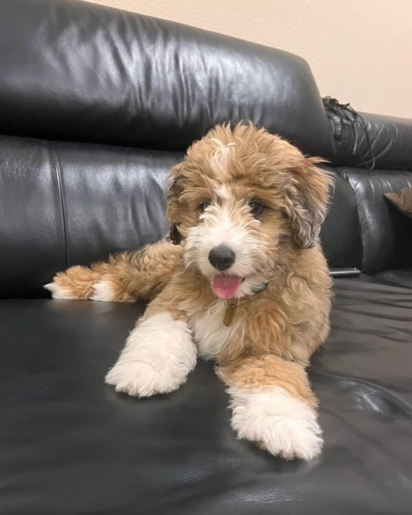 F2 Aussiedoodle Puppies for Sale