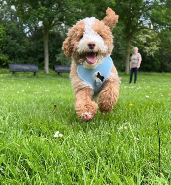 Medium Labradoodle Puppies for Sale Near Me