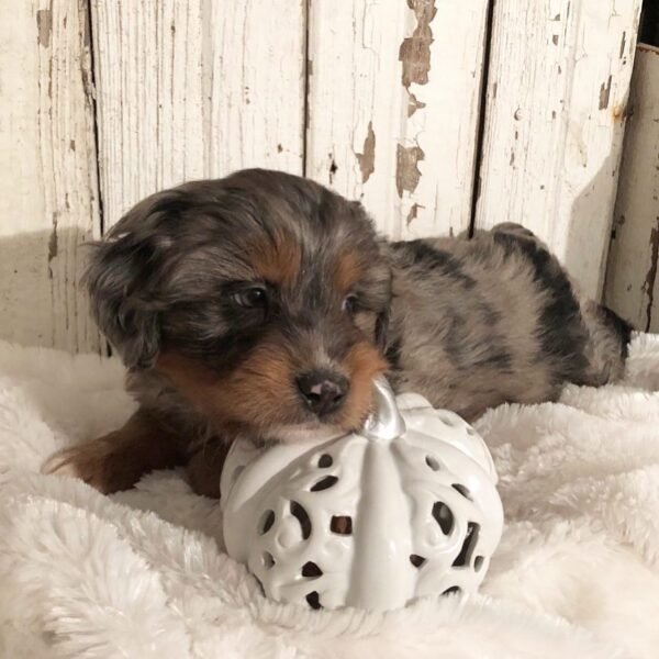 Miniature Aussiedoodle Puppies for Sale Near Me