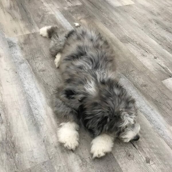 F3 Aussiedoodle Puppies for Sale