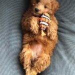 Big Goldendoodle Puppies for Sale