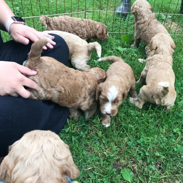 F1 Labradoodle Puppies for Sale Near Me