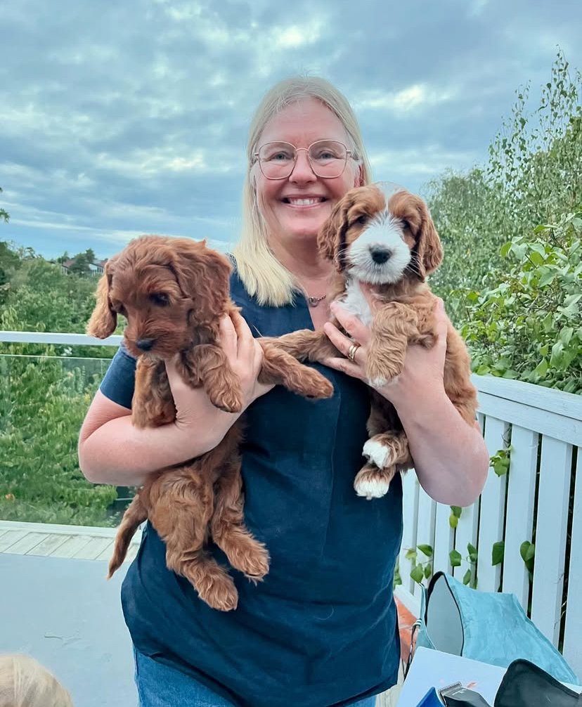 labradoodle puppies for sale