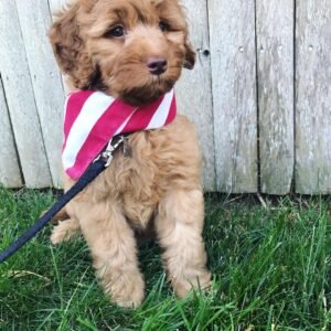 Miniature Labradoodle Puppies for Sale Near Me