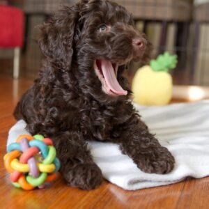 Chocolate Labradoodle Puppies for Sale Near Me