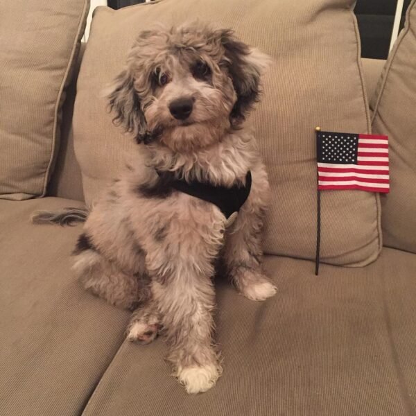 Merle Aussiedoodle Puppies for Sale