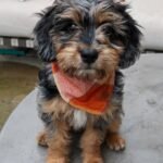 Medium Aussiedoodle Puppies for Sale