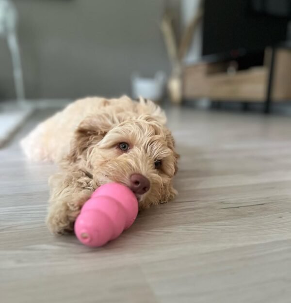 Medium Labradoodle Puppies for Sale