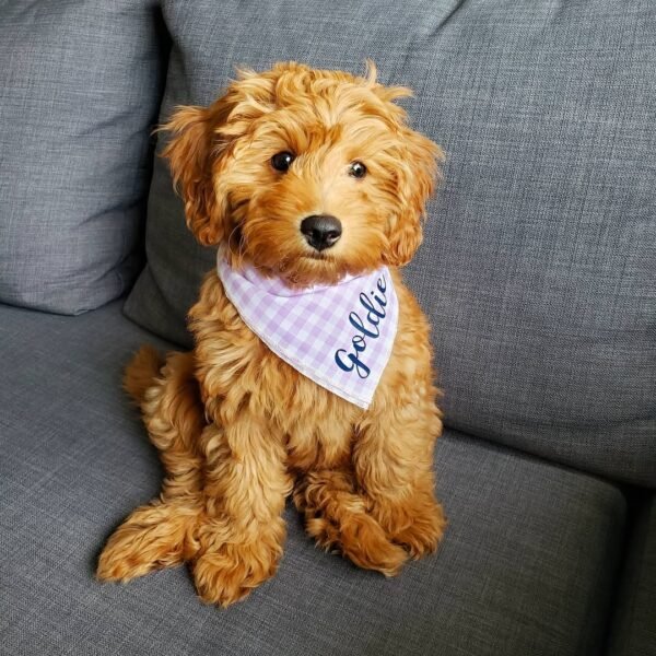 English Goldendoodle Puppies for Sale